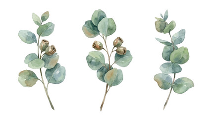 Watercolor eucalyptus branches with leaves and buds on white background © Avra