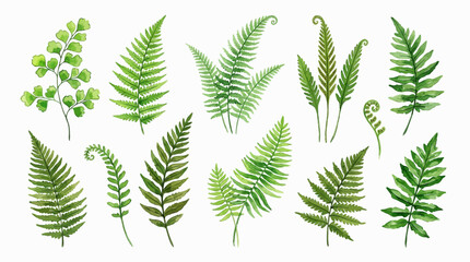 A collection of various green fern leaves and foliage on display © Avra