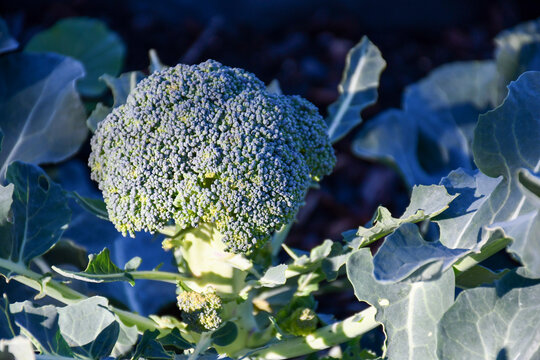 head of broccoli in vegetable garden in morning sunlight