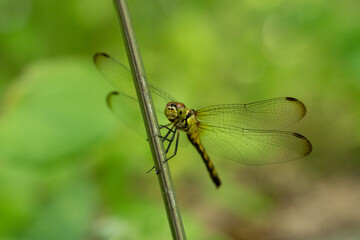 マユタテアカネ　Sympetrum eroticum © Chiho Oki