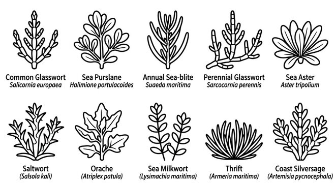 Set of four halophyte plants line art illustration with scientific names