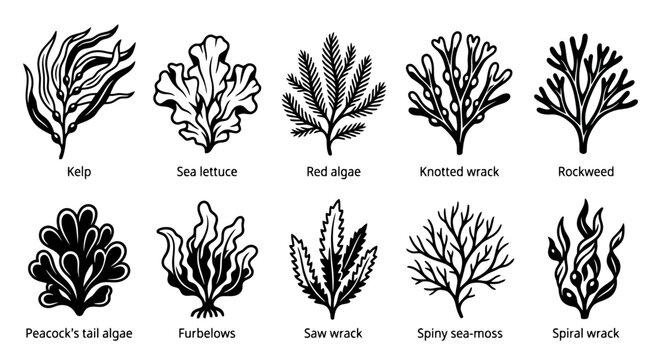 Black and white line art icons of various marine algae and seaweeds