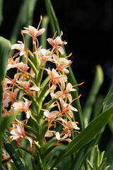 Obraz premium ジンジャーリリーの花 Hedychium