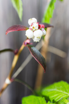 close up of blueberry plant with white flowers and wooden fence bokeh