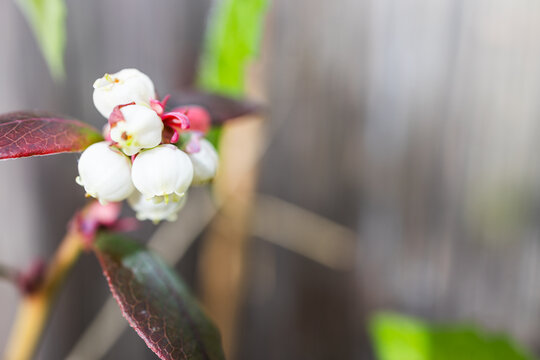 close up of blueberry plant with white flowers and wooden fence bokeh