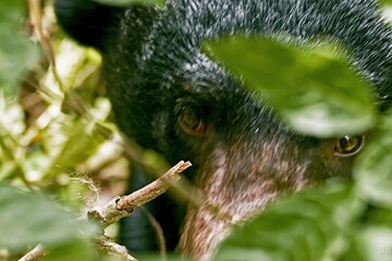Obraz premium Spectacled bear peering through lush green jungle leaves, showcasing coarse black fur and intense gaze for wildlife and conservation storytelling
