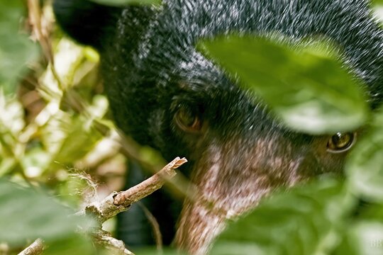 Spectacled bear peering through lush green jungle leaves, showcasing coarse black fur and intense gaze for wildlife and conservation storytelling