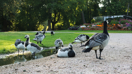 Fototapeta premium A Flock of Barnacle Geese Resting by a Puddle on a Gravel Path in a Lush Summer Park