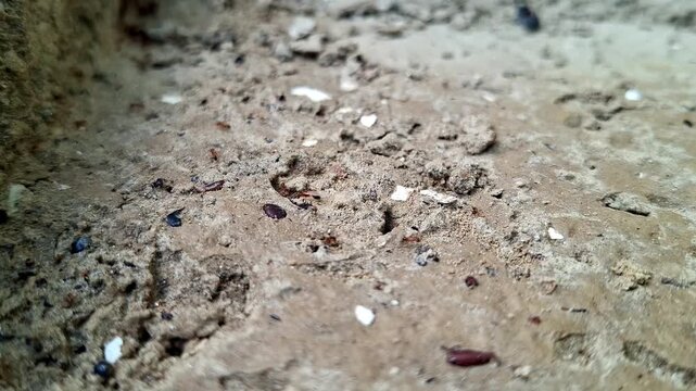 Tiny Brown Insects Crawling Across Coarse Sand
