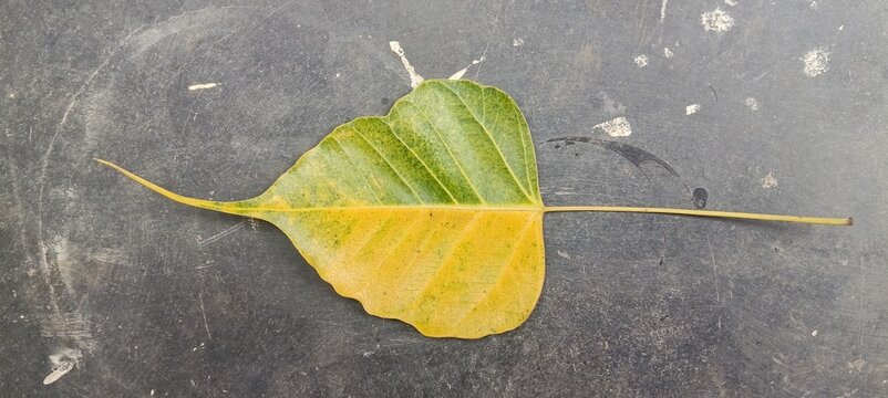 autumn leaves on the ground