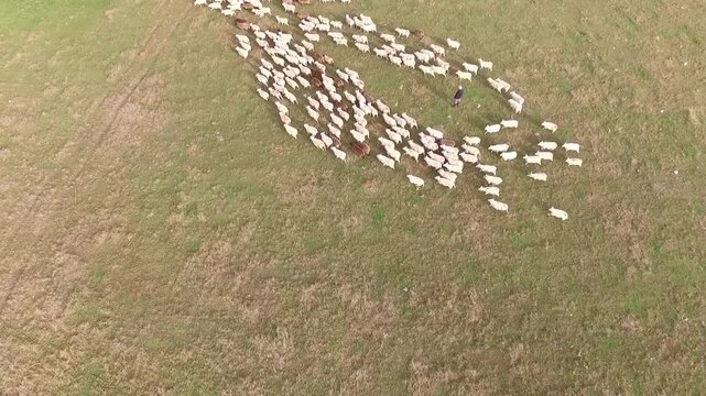 Birds Eye View of Running Sheep Herd | Top Down Drone Shot
