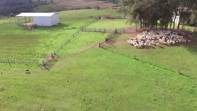 Sheep Herd in Countryside Farmyard and Pen | Rural Lifestyle
