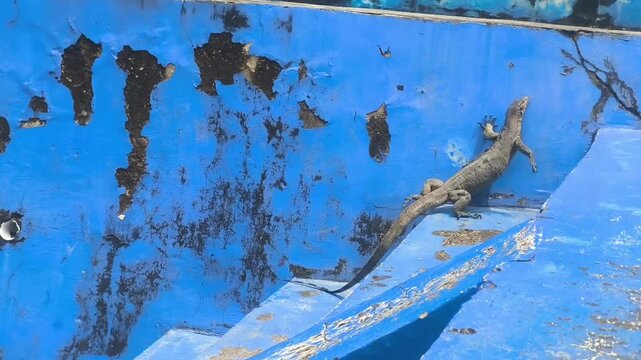 A large monitor lizard slowly climbs up the bright blue concrete steps on a sunny day.