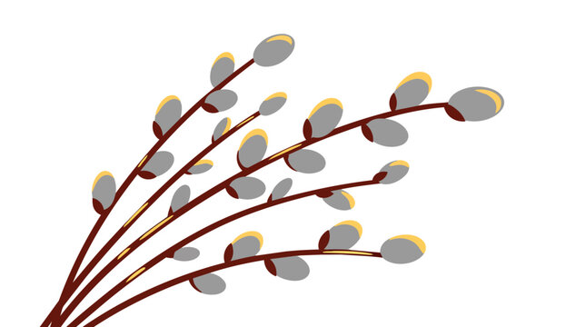 Pussy willow branches with soft gray catkins in minimalist flat vector style for easter holiday marketing