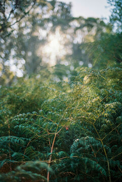 Sunlight filters through the dense foliage of ferns in a natural outdoor environment. Lush green fronds dominate the foreground and midground.