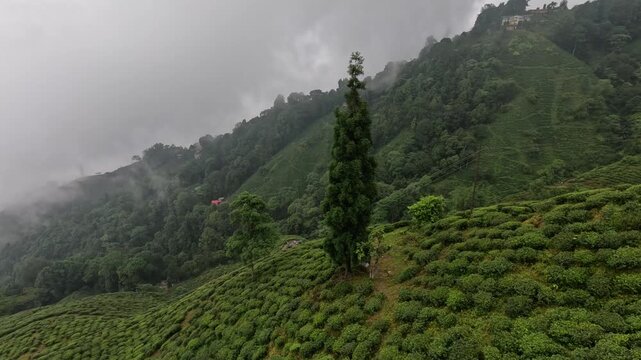  View of the Himalayan foothills in Darjeeling, West Bengal. Travel and explore the exotic natural beauty