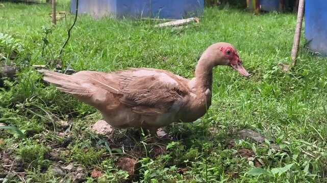 A large brown duck with red facial skin walking slowly through the backyard garden.