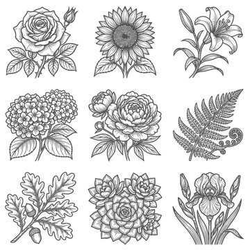 A collection of various flower illustrations.