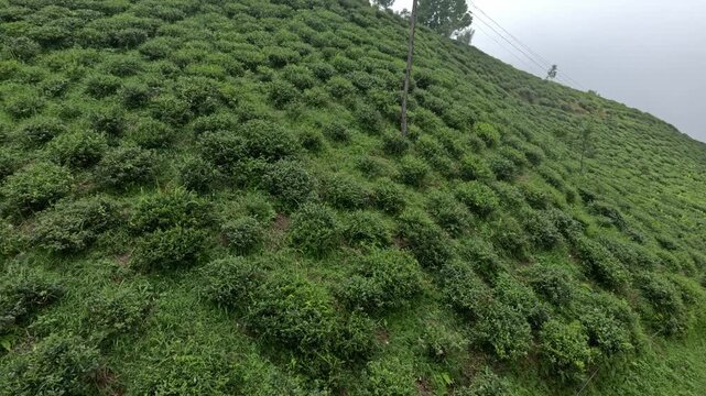 The tea plantation in Darjeeling, West Bengal. A panoramic view of the hills and crops