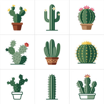 A variety of colorful cactus plants.