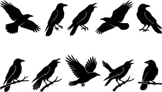 Black crow silhouette vector collection featuring ravens perched on branches and flying in various poses