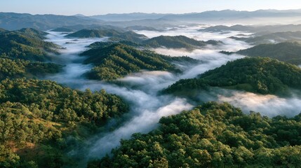 Obraz premium Misty valley between lush, rolling green hills at sunrise