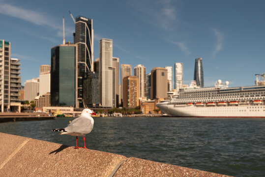 Adult silver gull, chroicocephalus novaehollandiae, perched on a wall by Sydney Cove in Sydney Harbour. The modern skyline of Sydney's CBD and Circular Quay in the background. Sydney, Australia.