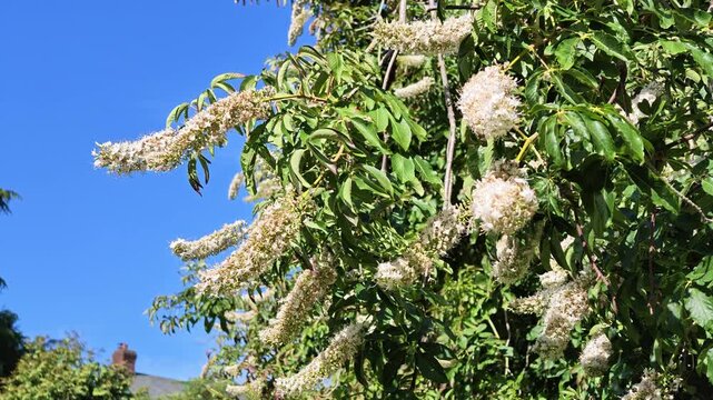 White Horse Chestnut Flowers Blooming on Branches