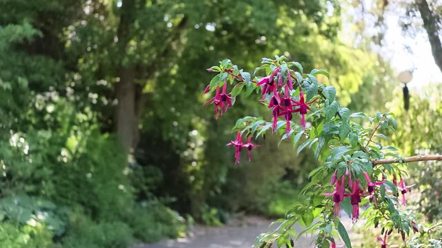 Close-up of pink fuchsia flowers swaying in the wind in a garden