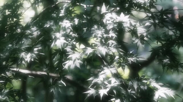 さわやかな朝の太陽の眩しい日差しと光でキラキラ輝く木々の葉・モミジの葉のきらめきと木漏れ日　自然の緑の丸ボケとやわらかい日光の背景　アウトドア・季節・夏・はじまり・洗濯・天気晴れの風景
