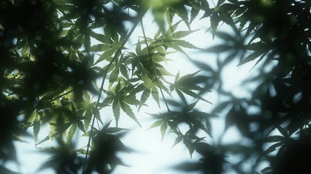 さわやかな朝の太陽の眩しい日差しと光でキラキラ輝く木々の葉・モミジの葉のきらめきと木漏れ日　自然の緑の丸ボケとやわらかい日光の背景　アウトドア・季節・夏・はじまり・洗濯・天気晴れの風景