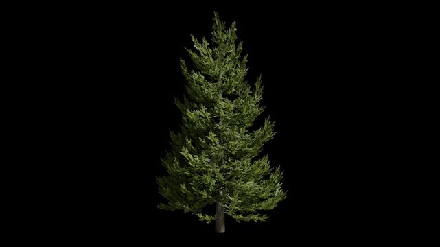 Rotating Green Pine Tree 3D Animation Seamless Loop Alpha Channel