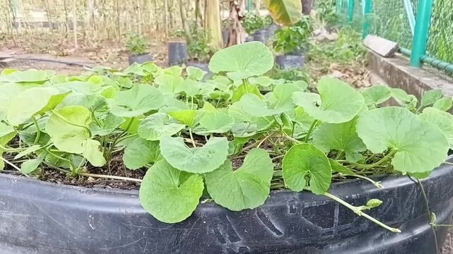 Macro close up of fresh green gotukola Centella asiatica leaves growing in an organic backyard container garden in Sri Lanka