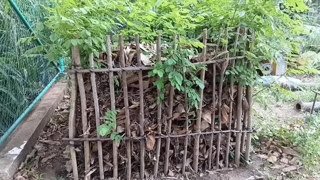 Gliricidia sepium green manure compost bin made of live fence posts filled with decaying leaves in a Sri Lankan organic garden