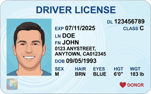 Illustrated driver license template with male portrait and detailed ID information symbolizing identity and documentation concept vector design
