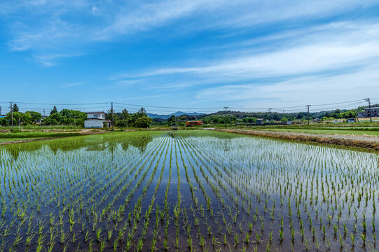 田植が終わった水田と青空の風景。ローカル鉄道が水田の中をゆっくり走る