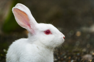 Close-up portrait of a white albino rabbit with red eyes. Domestic white bunny sitting on the ground with a soft blurred background, side profile view. © Bikash