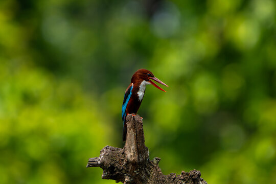 White-throated kingfisher (Halcyon smyrnensis) with an open beak perched on a rustic wooden stump against a lush green background.