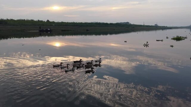 Flock of geese swimming peacefully on calm lake at sunrise with mirrored sky reflection serene