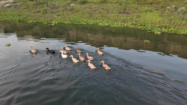 Flock of ducks swimming in a calm river with green vegetation on the bank creating ripples and