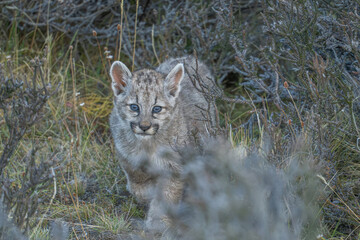 Obraz premium Curious Puma cub