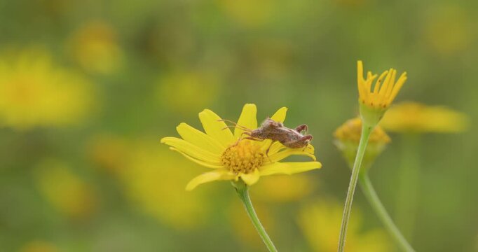 Brown stink bug rests quietly on a bright yellow Sonki flower during the lush monsoon season morning