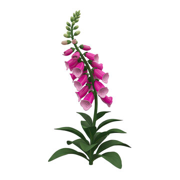 Pink Foxglove Flower Isolated on Transparent Background