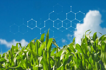 Smart agriculture, corn field, digital remix © Rawpixel.com