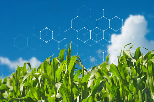 Smart agriculture, corn field, digital remix