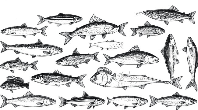 Vintage Engraved Sea Fish Vector Set with Detailed Sketch Illustrations of Salmon Trout Herring Cod and Seafood Marine Animals for Restaurant Menu Designs