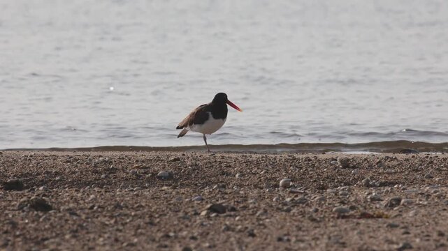 American Oyster Catcher grooming on the beach