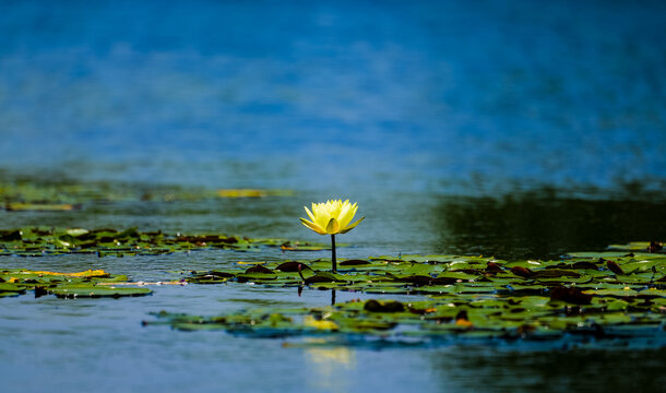 A lonely yellow water lily blooms all by itself on the blue lake.