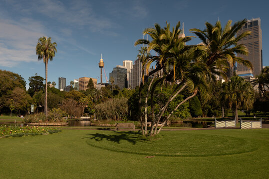Palm trees in the Royal Botanic Garden Sydney with buildings in the city centre visible in the background. Sydney, Australia.