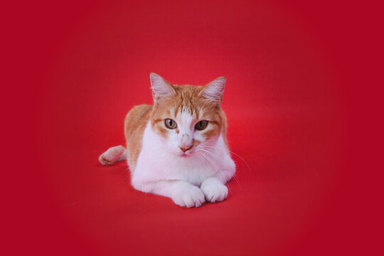 gato naranja jugando fondo rojo